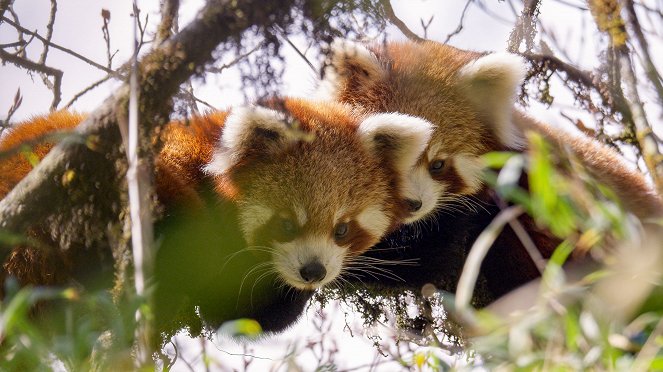 Universum: Nepals Regenwälder - Im Reich des Roten Pandas - Z filmu