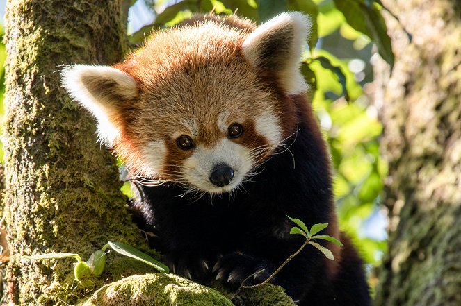 Universum: Nepals Regenwälder - Im Reich des Roten Pandas - Filmfotók