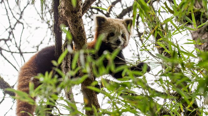 Universum: Nepals Regenwälder - Im Reich des Roten Pandas - Van film