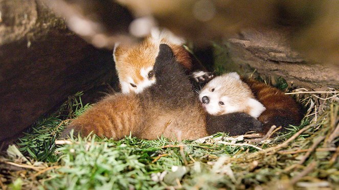 Universum: Nepals Regenwälder - Im Reich des Roten Pandas - Do filme