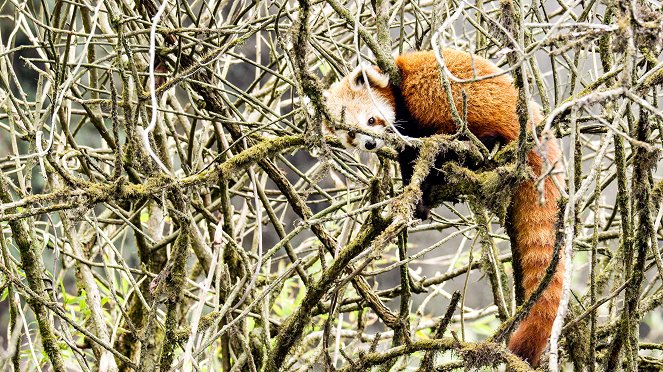 Panda červená: Himálajské tajemství - Z filmu