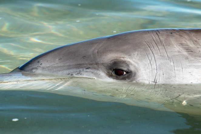 Die Delfine von Shark Bay - Filmfotók