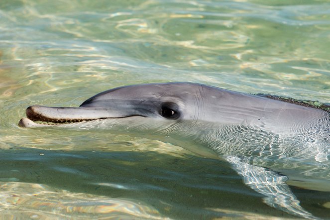Die Delfine von Shark Bay - De la película