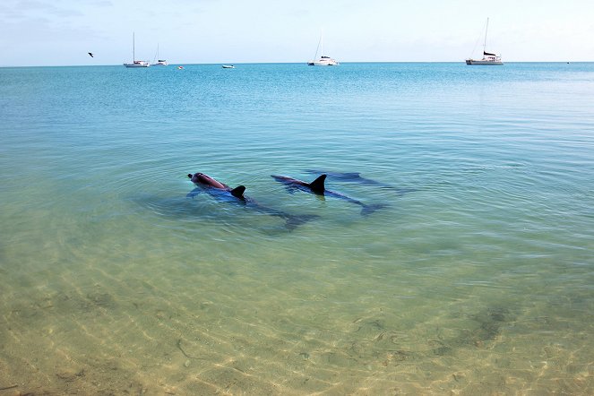 Die Delfine von Shark Bay - Z filmu