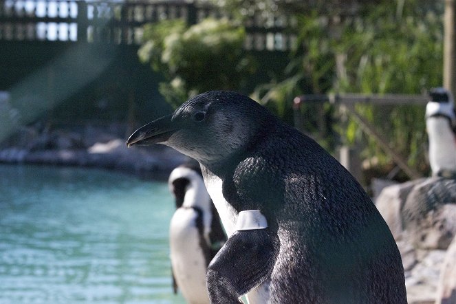The Great Penguin Rescue - Photos