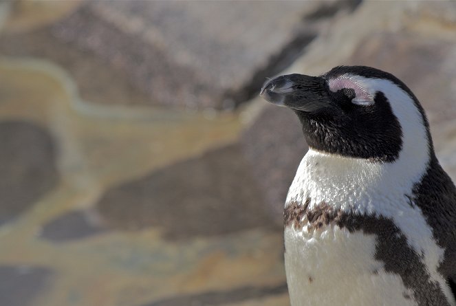 Velká záchrana tučňáků - Z filmu