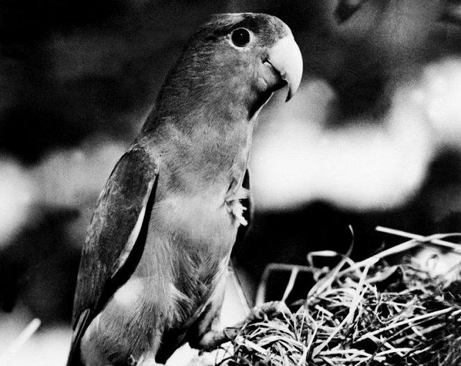 Die Suche nach dem wunderbunten Vögelchen - Van film