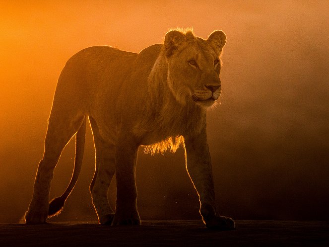 Wüstenkönige - Die Löwen der Namib - Filmfotos