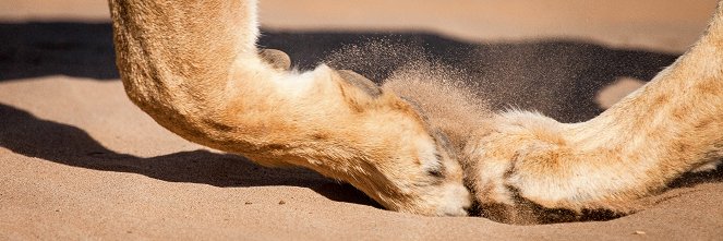 A Namib-sivatag oroszlánjai - Filmfotók