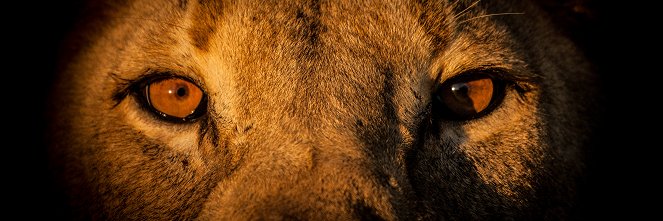 A Namib-sivatag oroszlánjai - Filmfotók