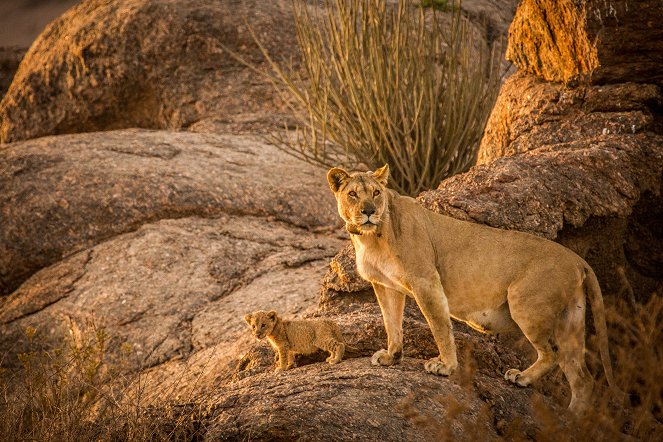 Katoavat kuninkaat - Namibin leijonat - Kuvat elokuvasta