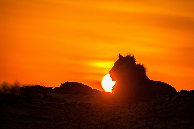 Universum: Wüstenkönige - Die Löwen der Namib - De filmes