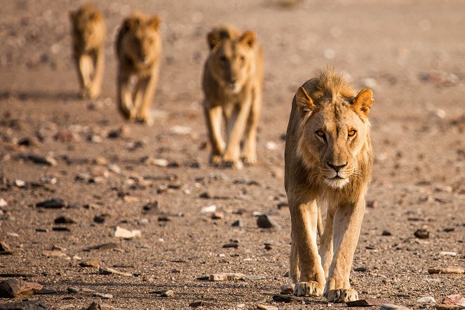 Universum: Wüstenkönige - Die Löwen der Namib - Filmfotos