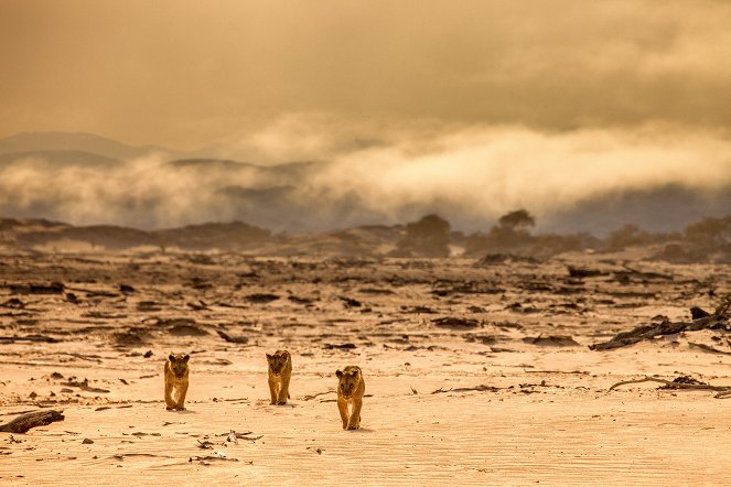 Universum: Wüstenkönige - Die Löwen der Namib - Z filmu