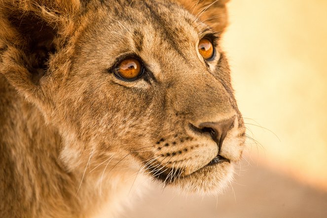 Mizející králové: Lvi pouště Namib - Z filmu