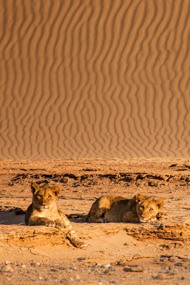 Vanishing Kings - Lions of the Namib - Photos