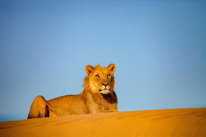 Lions de Namibie, les rois du désert - Film