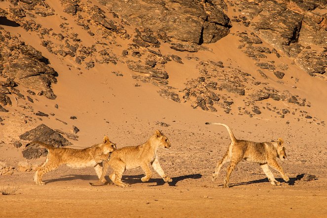 Lions de Namibie, les rois du désert - Film
