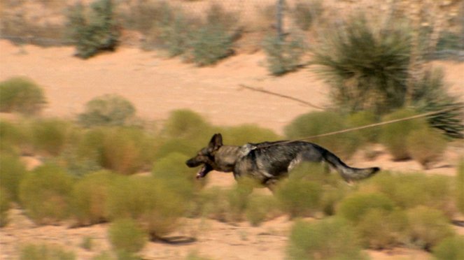 K-9 – Kutyák a határon - Filmfotók