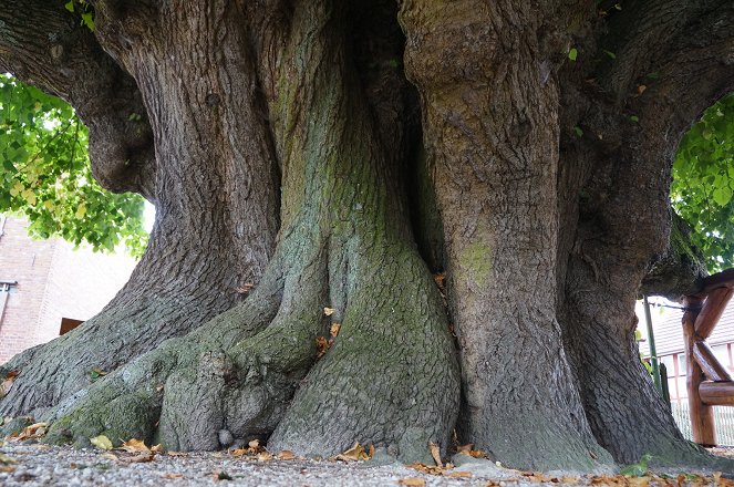 Histoires d'arbres - Kuvat elokuvasta