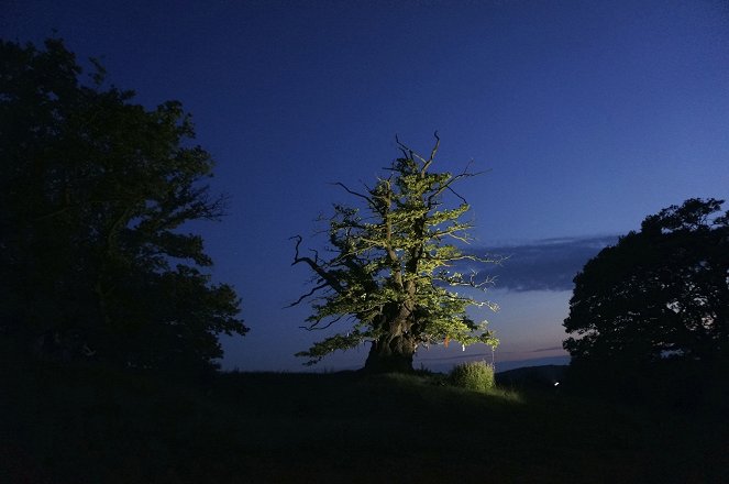 Histoires d'arbres - De la película