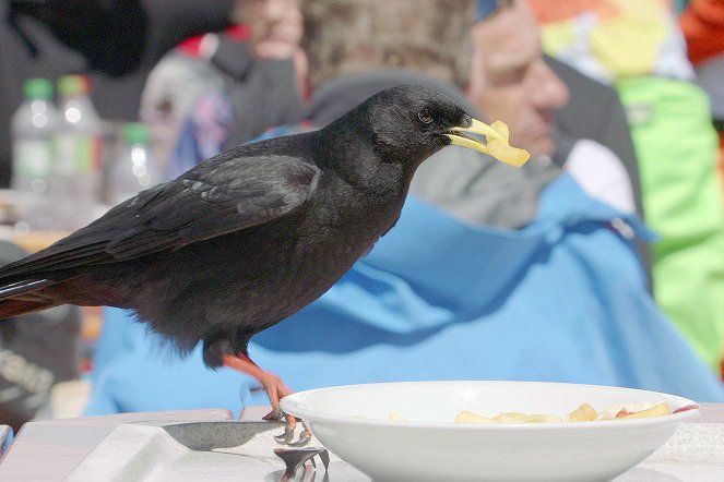 Vögel im Zwielicht - Filmfotos