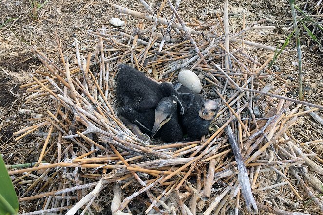 Vögel im Zwielicht - Filmfotos