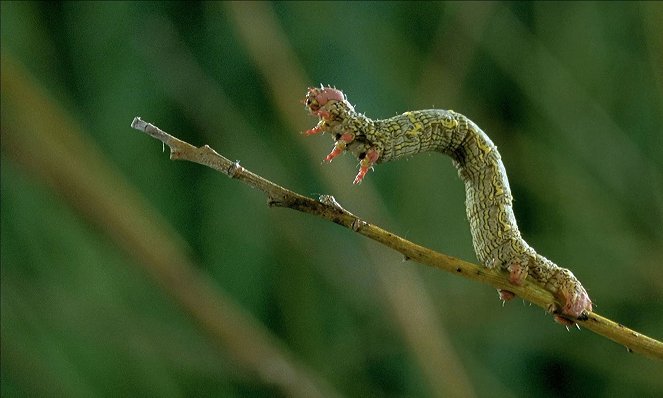 Microcosmos : Le peuple de l'herbe - Film