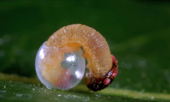 Microcosmos : Le peuple de l'herbe - Photos