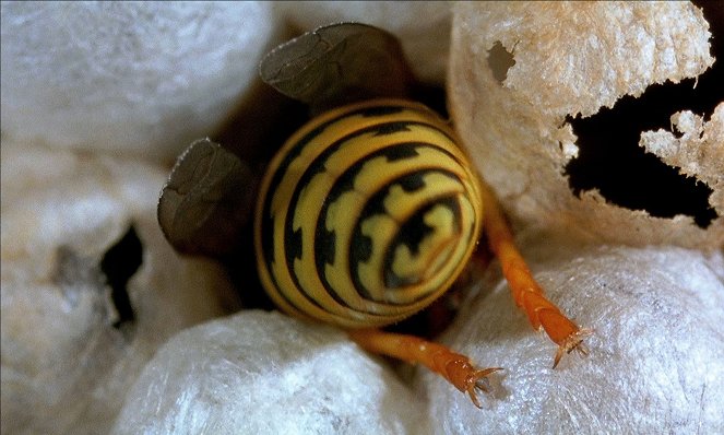 Microcosmos : Le peuple de l'herbe - Photos