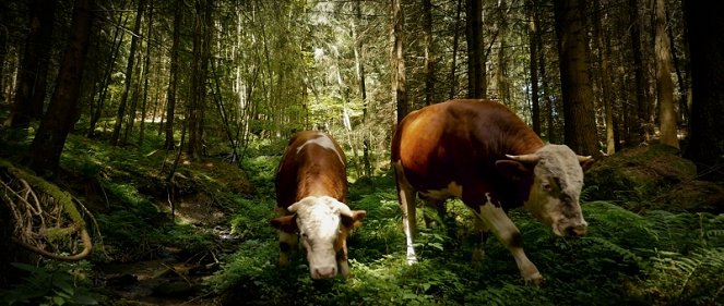 The End of Meat - Eine Welt ohne Fleisch - Van film