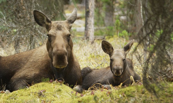 Moose: A Year in the Life of a Twig Eater - Photos