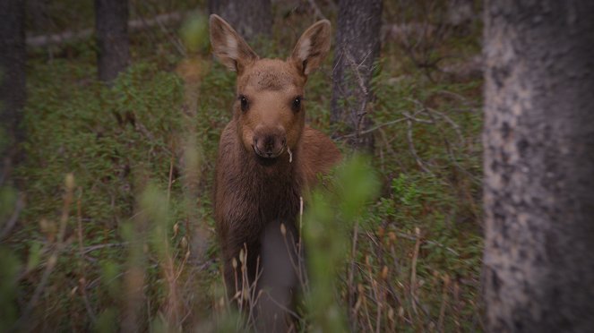 Moose: A Year in the Life of a Twig Eater - De la película