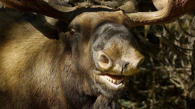 Moose: A Year in the Life of a Twig Eater - De la película