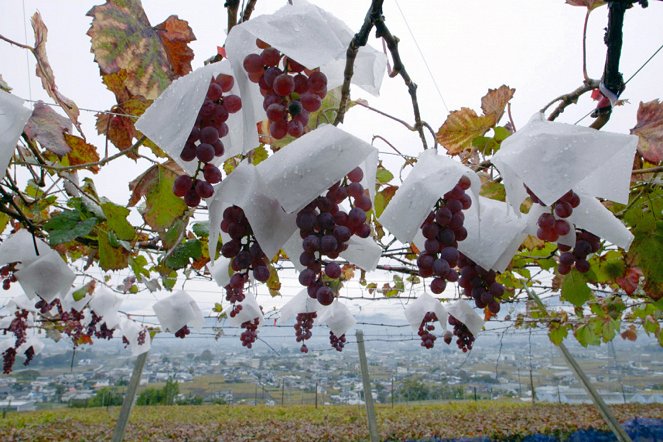 Des vignes et des hommes - Japon – Koshu, le vin des pluies - Film