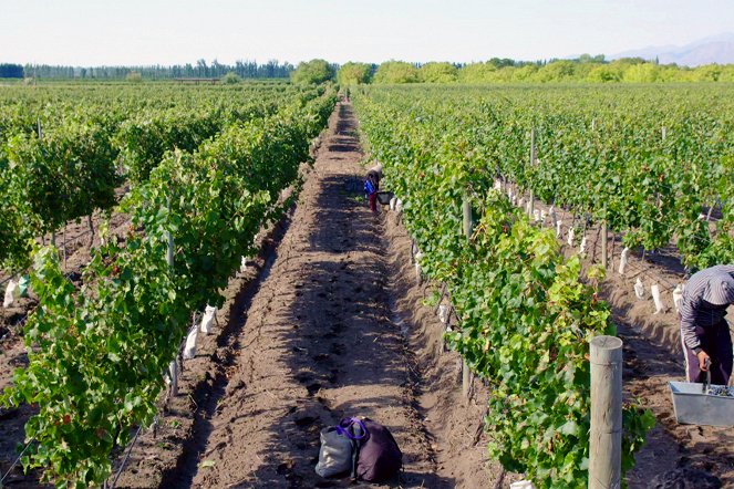 Worldwide Wine Civilizations - Season 1 - Argentine – Une oasis au pied de la cordillère - Photos
