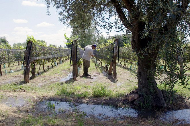 Worldwide Wine Civilizations - Season 1 - Argentine – Une oasis au pied de la cordillère - Photos