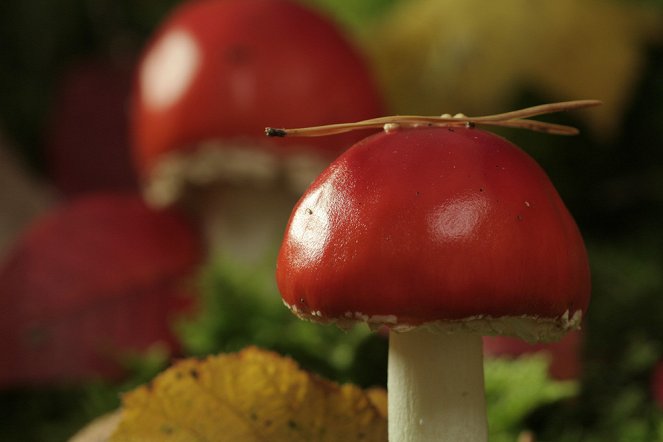 Das Grüne Wunder - Unser Wald - Filmfotók