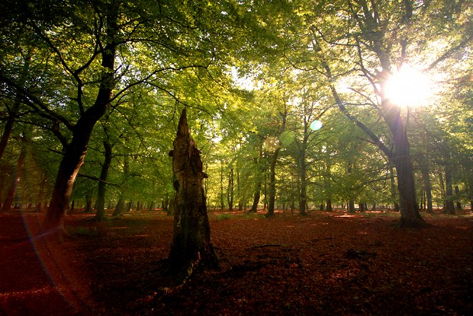 Das Grüne Wunder - Unser Wald - Filmfotos