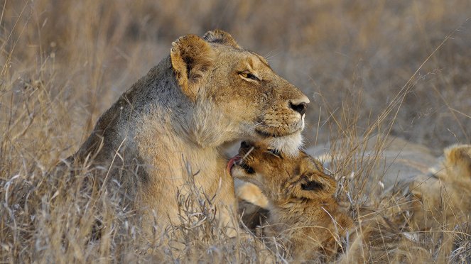 Kalandok a Kruger Nemzeti Parkban - Filmfotók