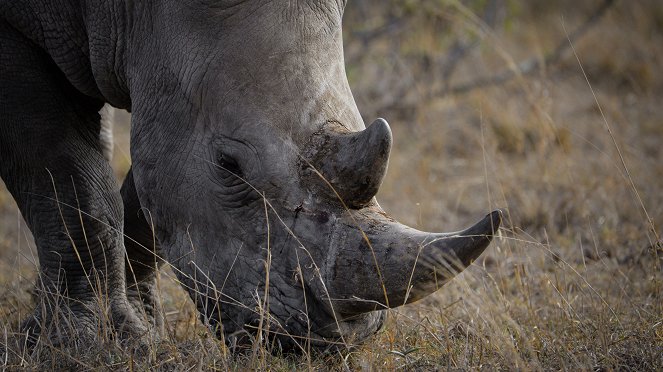 Kalandok a Kruger Nemzeti Parkban - Filmfotók