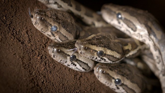 Africa's Super Snake - Photos