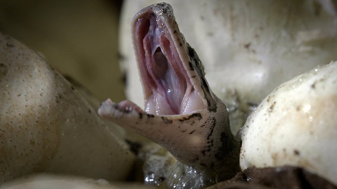 Africa's Super Snake - Photos