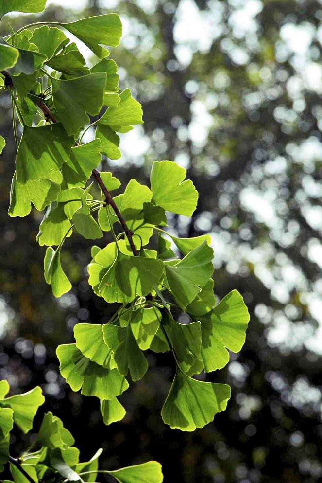Ginkgo - Odyssee eines Wunderbaumes - Photos