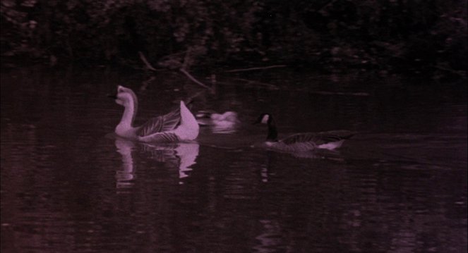 Přineste mi hlavu Alfreda Garcii - Z filmu