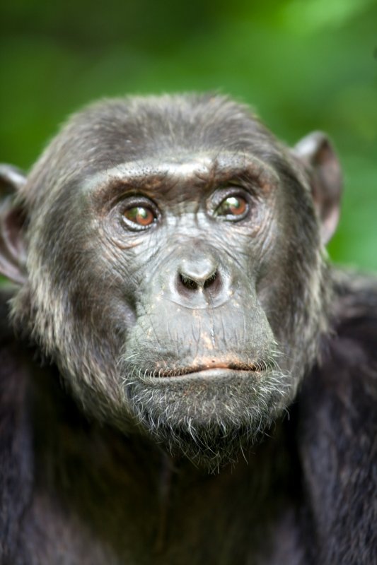 The Natural World - Chimps of the Lost Gorge - Photos