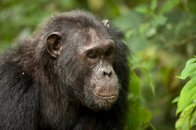 A természeti világ - Az elveszett szurdok csimpánzai - Filmfotók