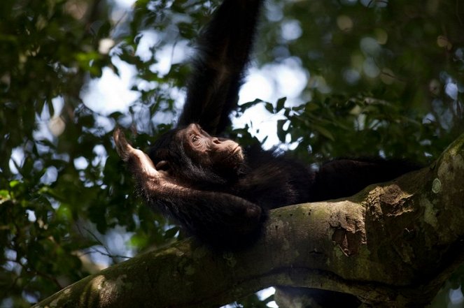 Svět přírody - Šimpanzi ze ztraceného kaňonu - Z filmu