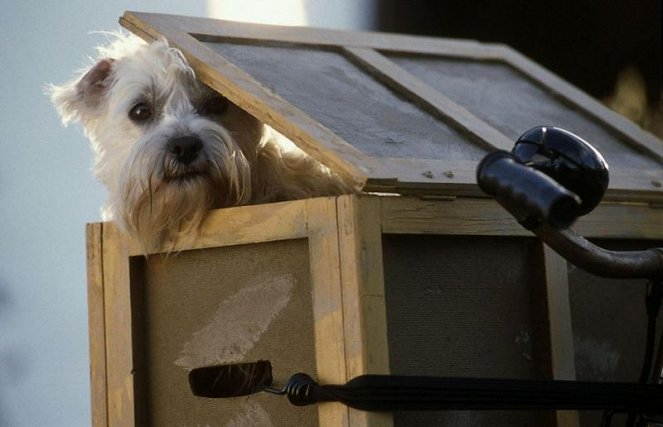 Ein Hund für alle Fälle - Kuvat elokuvasta