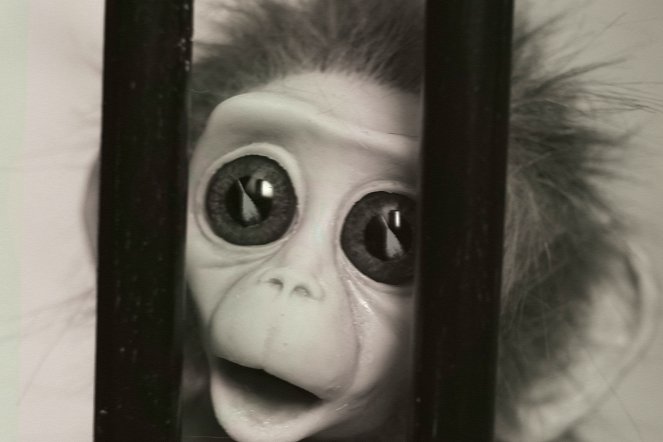 Pokusy s opičí láskou - Z filmu